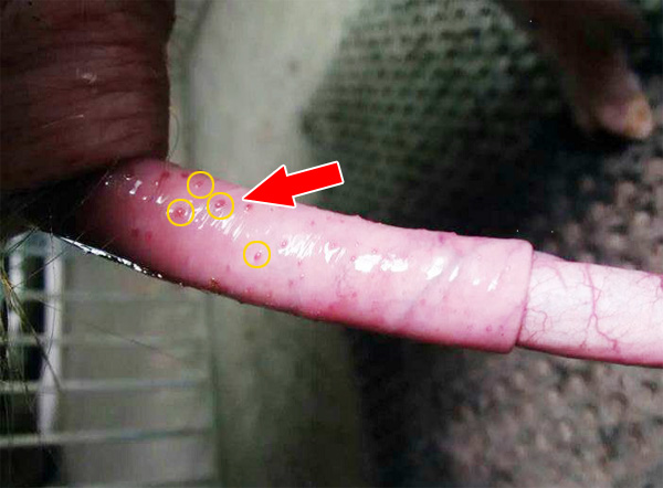 种猪衣原体感染的问题应该引起养猪人的高度重视